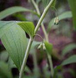 Смотреть изображение Polygonatum multiflorum