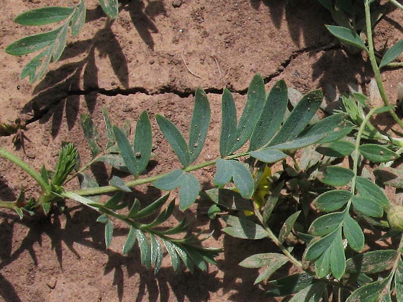 Image of Potentilla bifurca specimen.