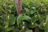View full-size image Cypripedium yatabeanum