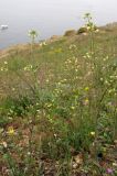 Camelina rumelica