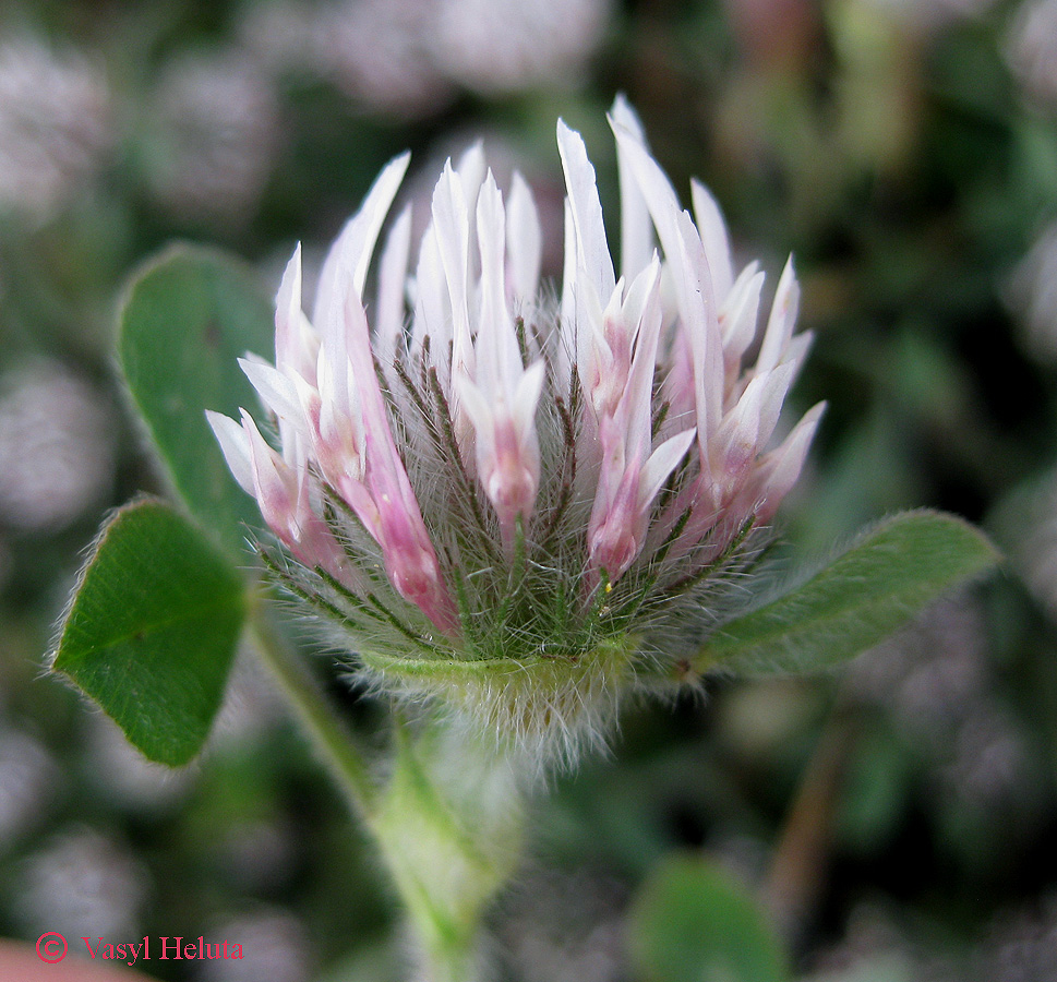 Image of Trifolium hirtum specimen.