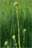 Turritis glabra. Соцветия с цветками и завязавшимися плодами. Чувашия, окр. г. Шумерля, полянка возле ГНС. 11 июня 2011 г.