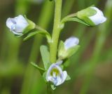 Смотреть изображение Veronica serpyllifolia