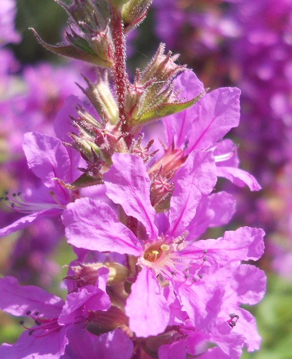 Image of Lythrum salicaria specimen.