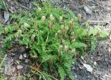 Astragalus inopinatus