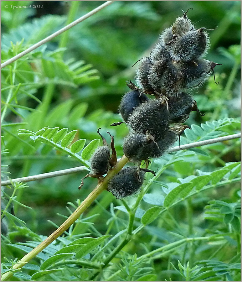 Изображение особи Astragalus cicer.