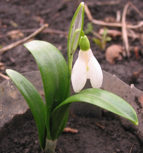 Image of Galanthus transcaucasicus specimen.