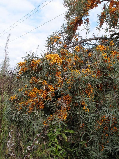 Image of Hippophae rhamnoides specimen.