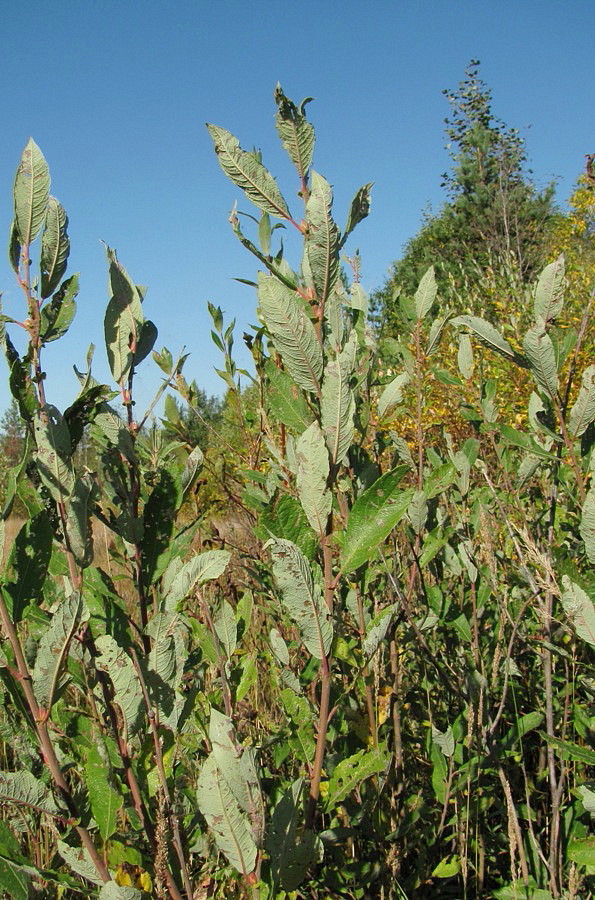 Image of Salix &times; laurina specimen.