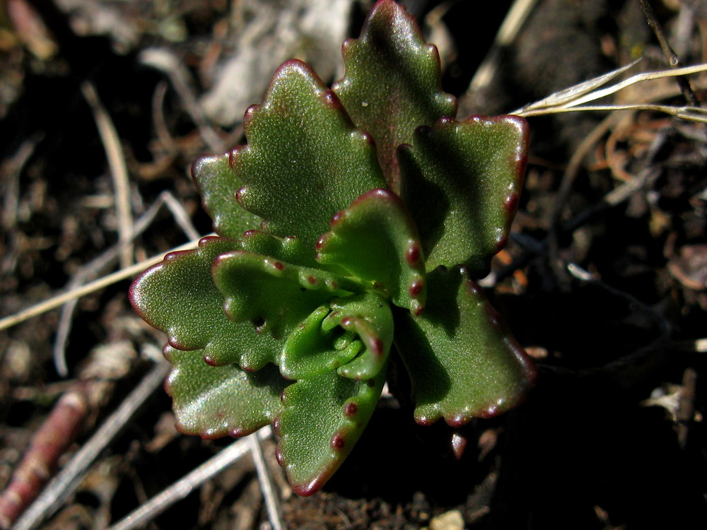 Изображение особи Aizopsis hybrida.