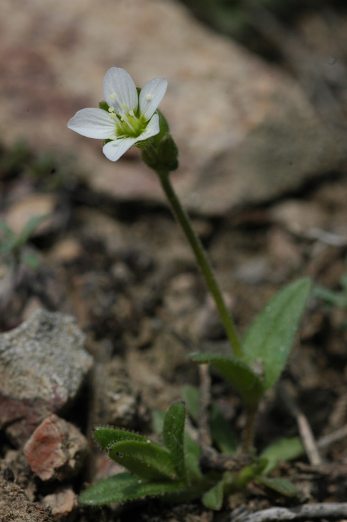 Image of Holosteum glutinosum specimen.