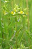 genus Rhinanthus. Верхушка цветущего растения. Сахалин, Тымовский р-н, река Пиленга, поляна в долинном ивово-тополёвом лесу. 04.07.2011.