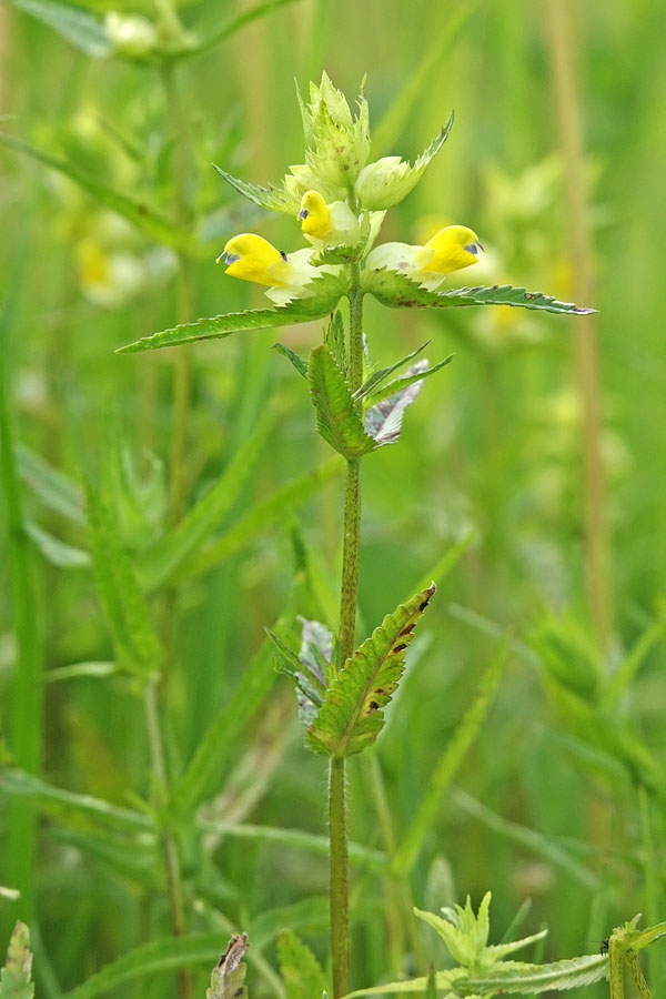 Image of genus Rhinanthus specimen.