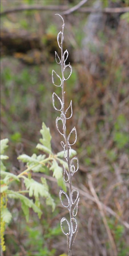 Image of Fibigia eriocarpa specimen.