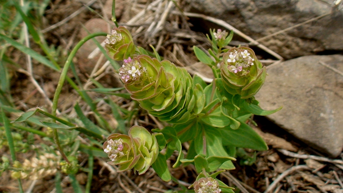 Изображение особи Aethionema arabicum.