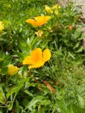 Eschscholzia californica. Верхушки побегов с цветками. Южный берег Крыма, Никитский ботанический сад. 22 мая 2012 г.