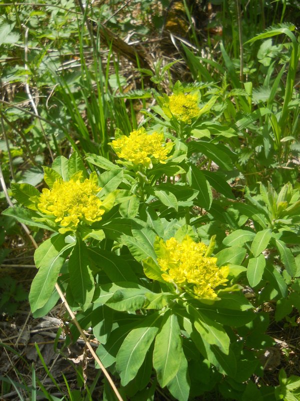 Image of Euphorbia pilosa specimen.