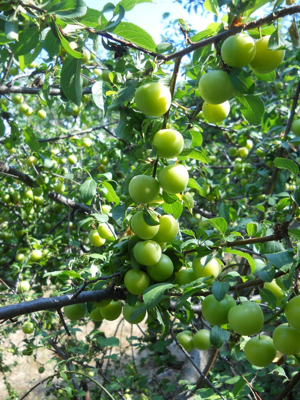 Image of Prunus cerasifera specimen.