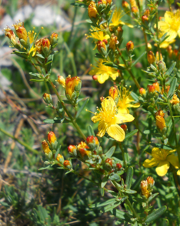 Image of Hypericum linarioides ssp. alpestre specimen.