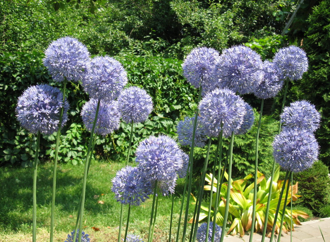 Image of Allium caeruleum specimen.