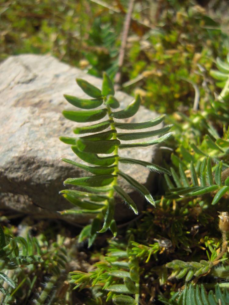 Изображение особи Oxytropis albana.