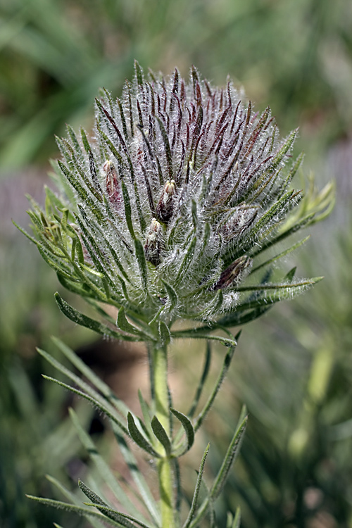 Image of Bungea vesiculifera specimen.