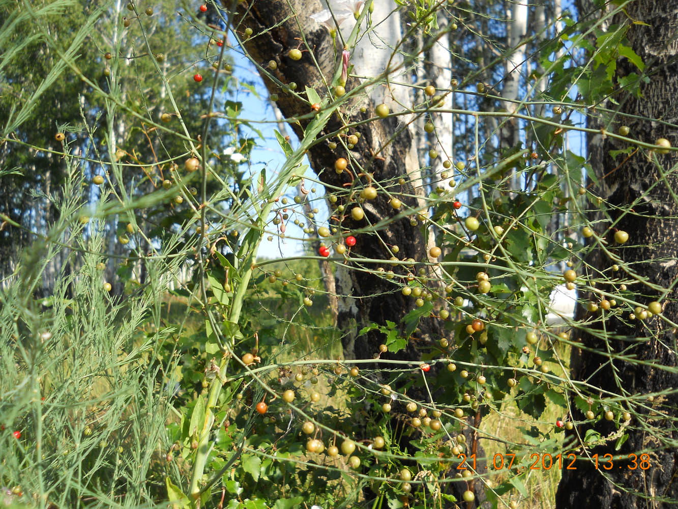 Image of Asparagus officinalis specimen.