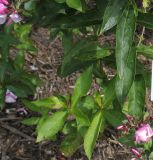 Phlox paniculata. Нижняя часть \"материнского\" растения и проростки подземных побегов. Германия, г. Krefeld, в ботаническом саду. 31.07.2012.