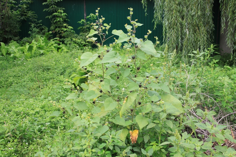 Image of Abutilon theophrasti specimen.