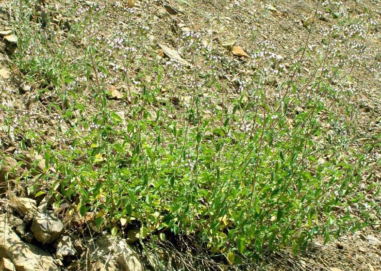 Image of Origanum tyttanthum specimen.