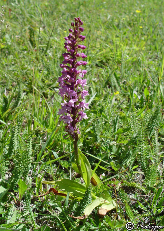 Image of Gymnadenia conopsea specimen.