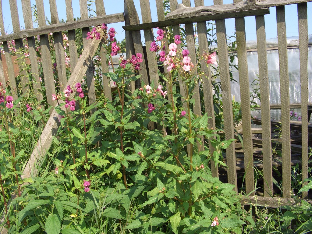 Image of Impatiens glandulifera specimen.