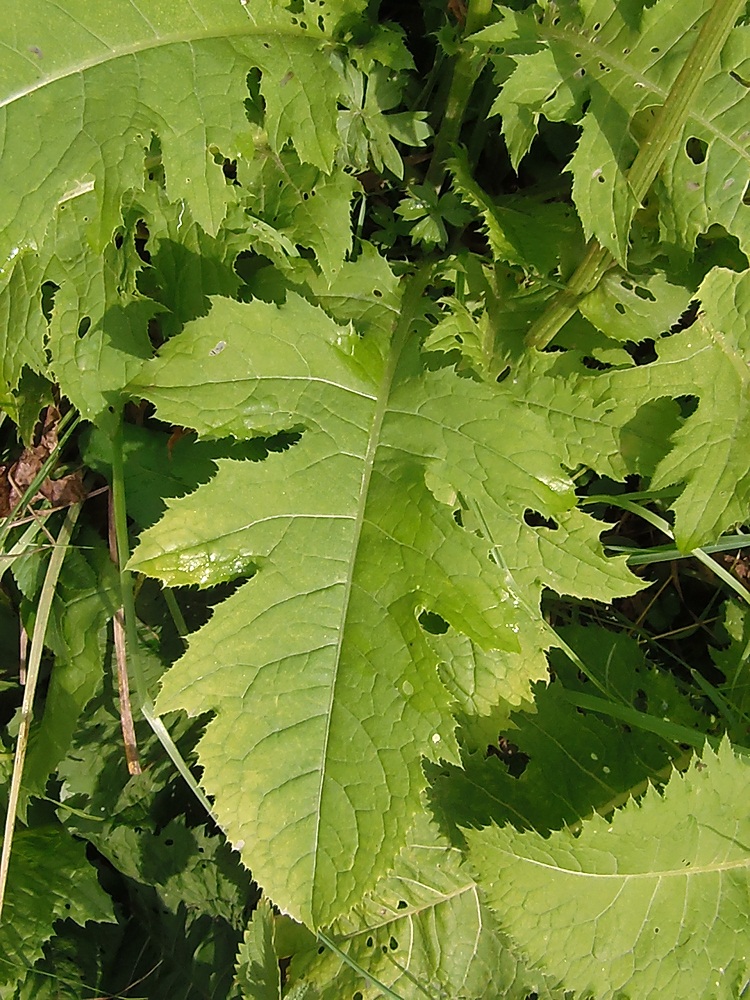 Image of Cirsium oleraceum specimen.