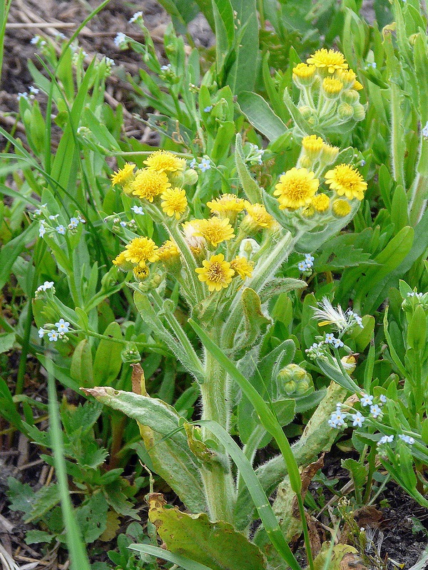 Image of Tephroseris palustris specimen.