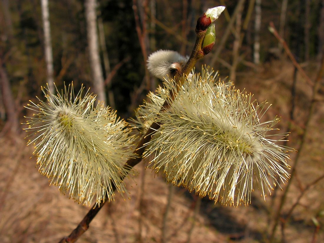 Image of Salix caprea specimen.