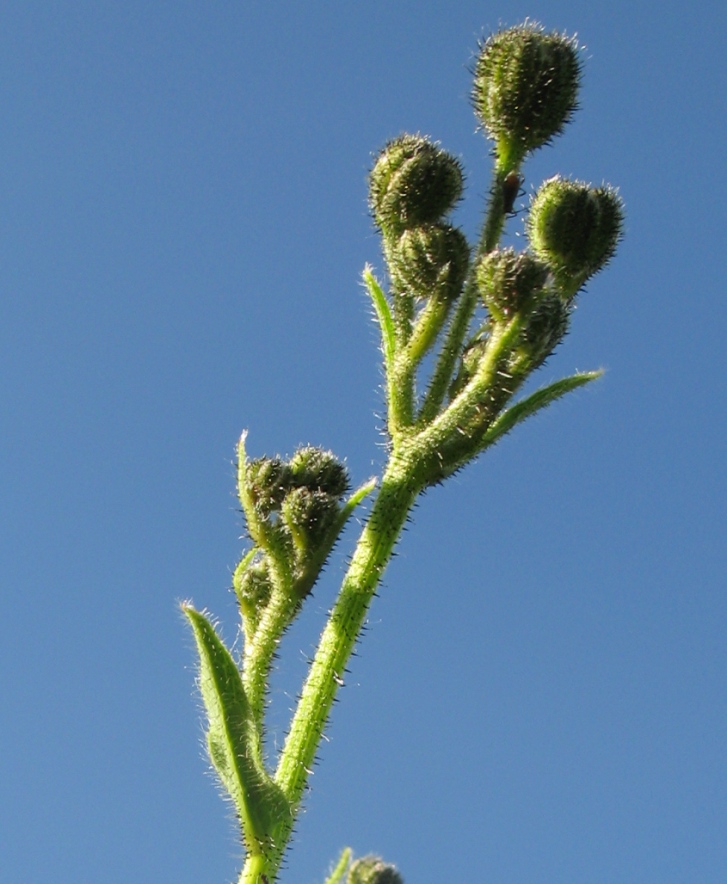 Image of Hieracium duderhofense specimen.