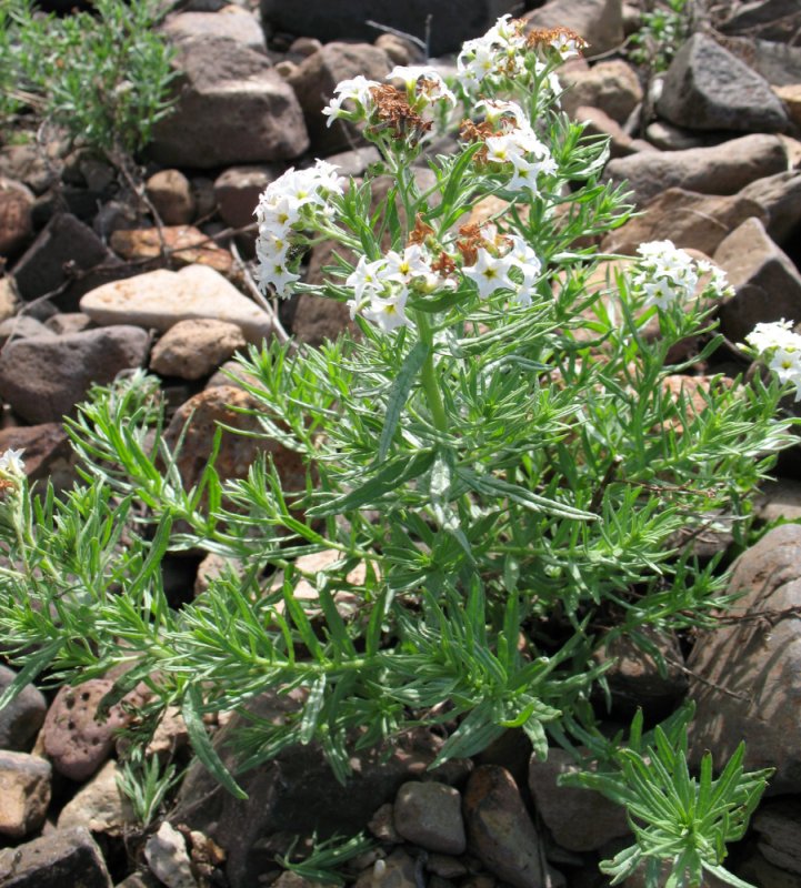 Image of Argusia rosmarinifolia specimen.