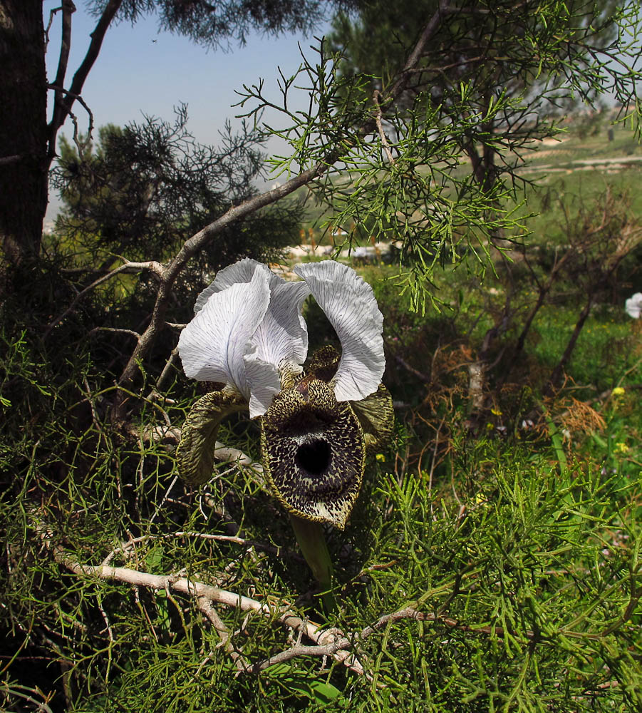 Image of Iris bismarckiana specimen.