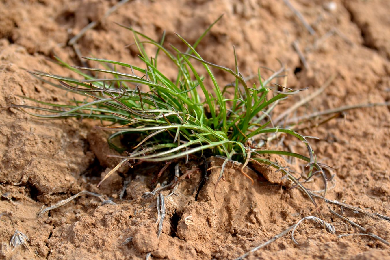 Image of Scorzonera cana specimen.