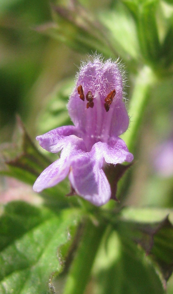 Image of Ballota nigra specimen.