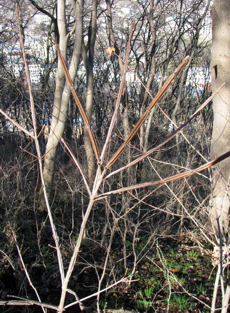 Image of Acer campestre specimen.