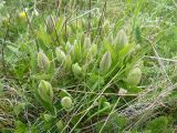 Clematis integrifolia. Молодые побеги. Крым, Ялта, Ялтинская яйла. 29.05.2009.