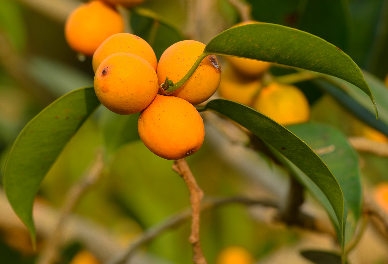 Image of Ficus benjamina var. nuda specimen.