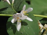 Lonicera tatarica. Цветки. Санкт-Петербург. 2 июня 2009 г.