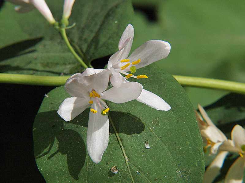 Image of Lonicera tatarica specimen.