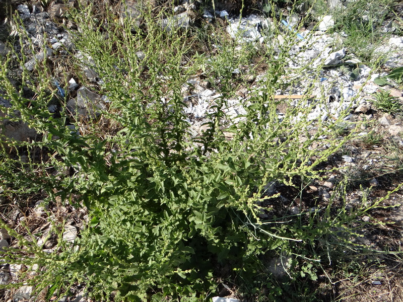 Image of Verbascum sinuatum specimen.