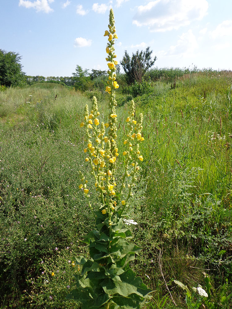 Изображение особи Verbascum phlomoides.