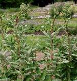 Filipendula ulmaria. Верхние части побегов с соцветиями. Германия, г. Krefeld, Ботанический сад. 10.06.2013.