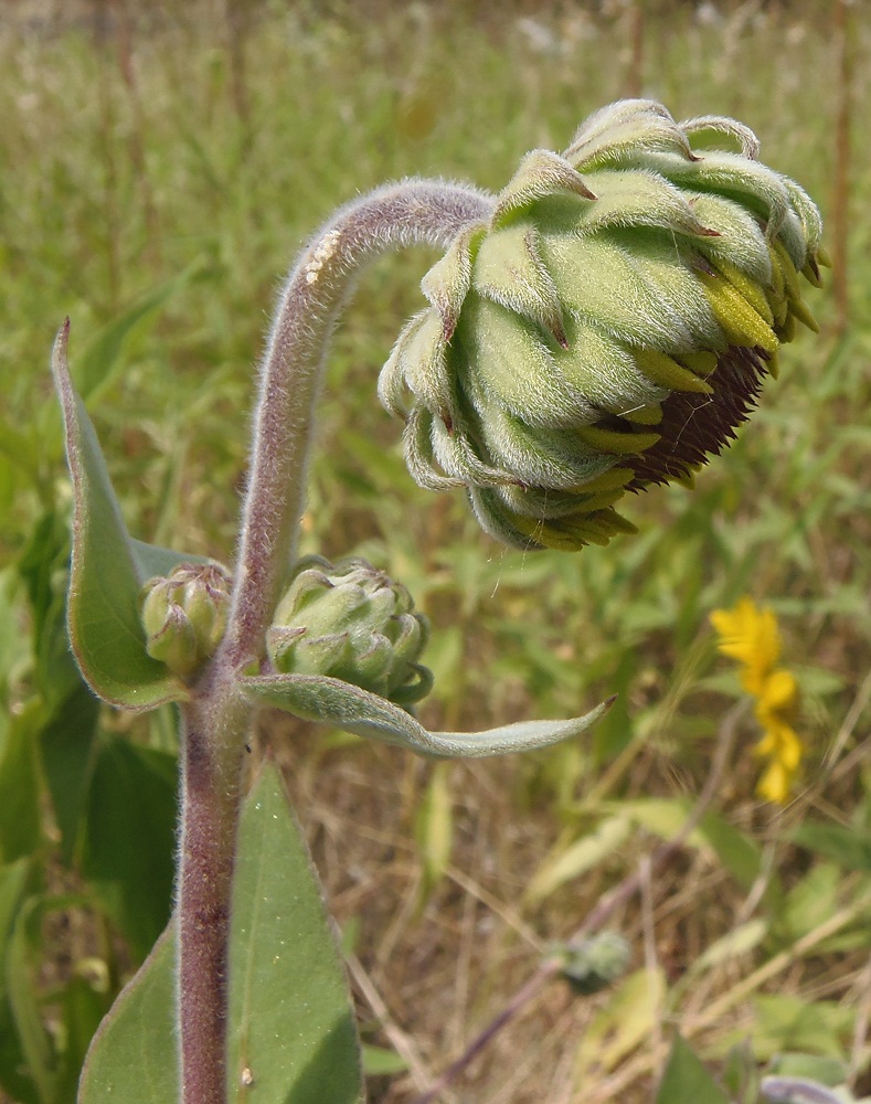 Image of Helianthus mollis specimen.