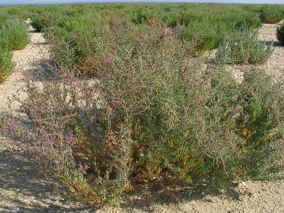 Image of genus Suaeda specimen.